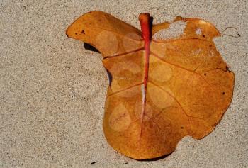 a leaf in the summer beach in jamaica
