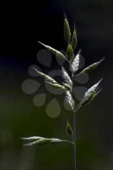 macro close up of a green ear  and abstract background 