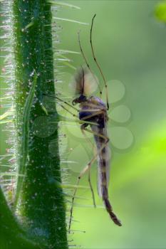 side of wild fly  chironomidae chironomus riparius culicidae culex mosquito  on a green branch 
