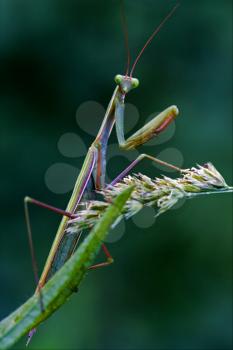 mantodea  close up of wild side of praying mantis on a green brown branch in the flowering bush
