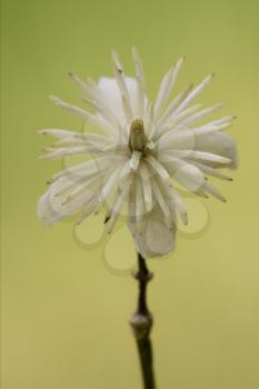 macro close of  a yellow white leguminose  in green background 