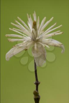 macro close of  a yellow white leguminose  in green background