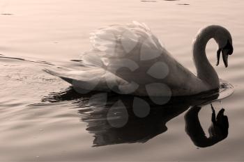 side of little white swan    black eye in the river ticino italy