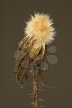 macro close up of a yellow white taraxacum officinale in brown background 