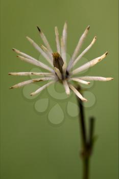 macro close of  a yellow white leguminose  in green background 