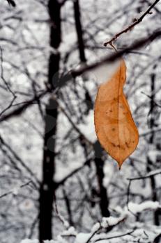 snow abstract brown yellow in a leaf and the  autumn