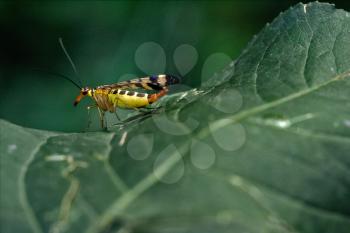 side of wild fly Mecoptera Scorpion Fly Panorpa Panorpidae on a green leaf