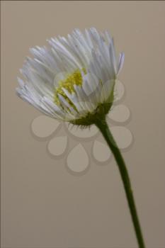 macro close up of a yellow white daisy composite chamomilla in background 