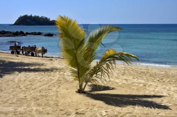 hand cart  people palm dustman branch hill lagoon worker animal and coastline in madagascar nosy be 
