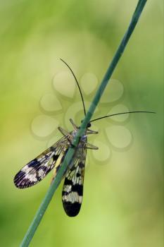 front of wild fly Mecoptera Scorpion Fly Panorpa Panorpidae on a green branch 