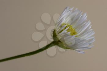 macro close up of a yellow white daisy composite chamomilla in background 