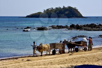 hand cart  people palm dustman branch hill lagoon worker animal and coastline in madagascar nosy be 
