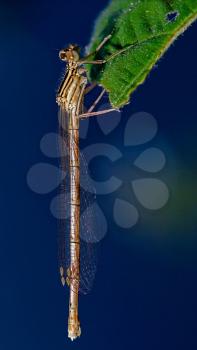 wild brown dragonfly coenagrion puella  on a piece of leaf  in the bush and sky