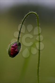 flowering macro close up of a red  pink rosa canina rosacee  in green background and drop