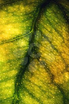 abstract macro close up of a green yellow  leaf and his veins in the light background