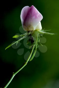 macro close up of a  pink rosa canina rosacee  in green background 