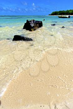 ile du cerfs seaweed in indian ocean mauritius mountain   sand isle  sky and rock