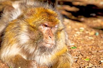 old monkey in africa morocco and natural background fauna    close up
