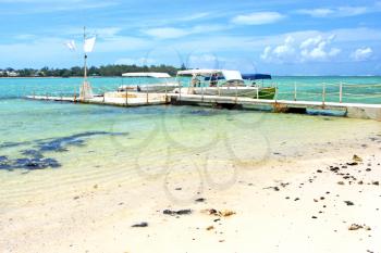  beach seaweed in indian ocean madagascar  people   sand isle      sky    and rock