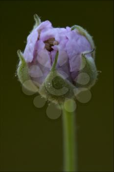 macro close up of a green pink liliacee  background  leguminose