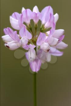 macro close up of a green pink liliacee  background  leguminose