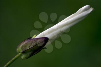 macro close up of a green white ranuncolacee  background 