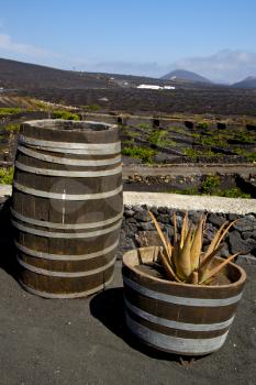 cactus  home viticulture  winery lanzarote spain la geria vine screw grapes wall crops  cultivation barrel
