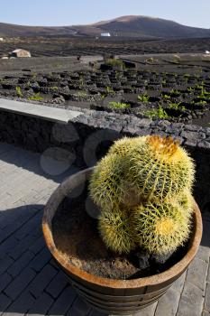 cactus  home viticulture  winery lanzarote spain la geria vine screw grapes wall crops  cultivation barrel
