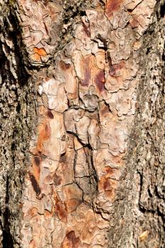 barck     in the abstract close up of a tree color and texture