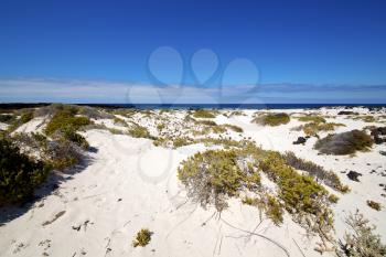 plant spain  isle white  beach    black rocks in the   lanzarote 