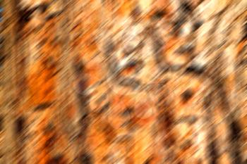 barck     in the abstract close up of a tree color and texture