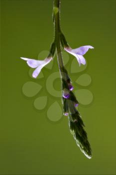 italy macro close up of a green pink liliacee  background  leguminose