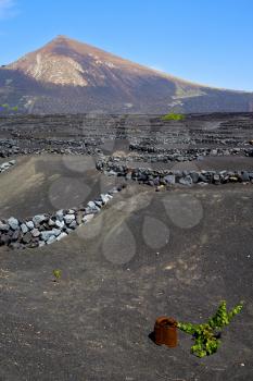 grapes wall crops viticulture  winery lanzarote spain la geria vine screw    cultivation barrel
