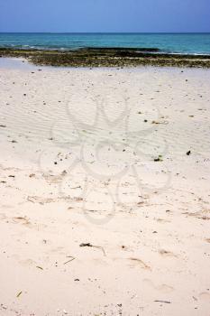sand bank plant africa coastline froth foam  in the  blue lagoon relax  of zanzibar 
