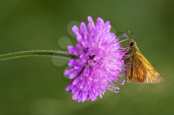  little orange butterfly resting in a pink flower and green