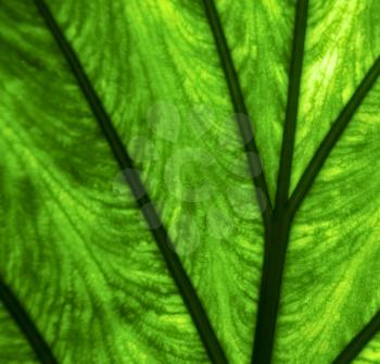 abstract  background  macro close up of a  green  black   leaf and his veins in the light 

