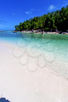 ile du cerfs seaweed in indian ocean mauritius mountain   sand isle  sky and rock