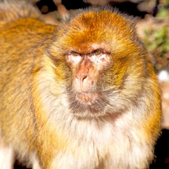 old monkey in africa morocco and natural background fauna    close up