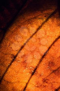background  macro close up abstract of a  yellow red leaf and his veins in the light 