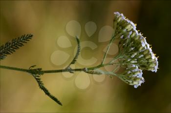 macro close up of a yellow white leguminose caprifoliacee viburnum lontana  sambucus nigra in brown background 
