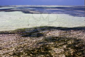 coastline froth foam  in the  blue lagoon relax  of zanzibar africa
