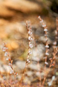  in the grass and abstract background white flower    