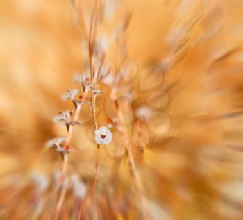  in the grass and abstract background white flower    