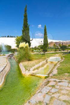 tree     abstract in   pamukkale turkey asia the old calcium bath and travertine water