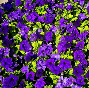 in the spring colors oman flowers and garden 