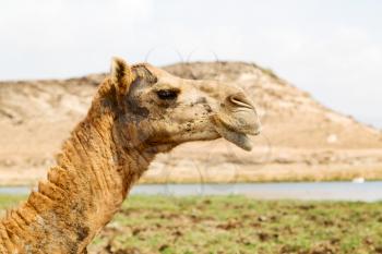 in oman empty quarter of desert a free dromedary    near the  sea