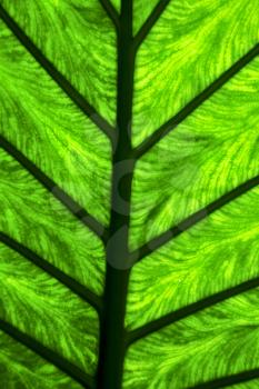 abstract leaf and his veins background  macro close up of a  green  black    in the light 
