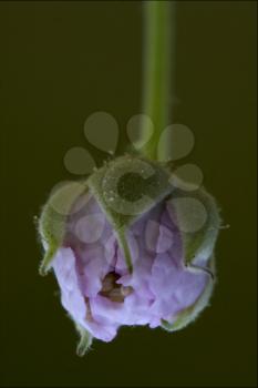 macro close up of a green pink liliacee  background  leguminose