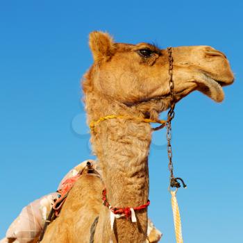 dromedary near the sky in oman empty quarter of desert a  free 