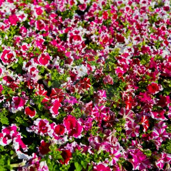 in the spring colors oman flowers and garden 